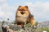 SPITZ ALLEMAND 287